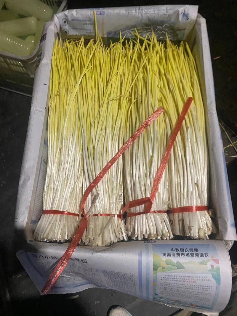 蒜黄山东蒜黄，蒜头黄，长度45以上，可对接电商，市场农贸