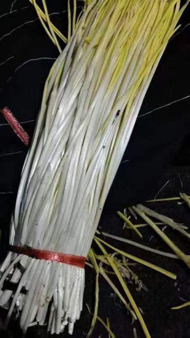 蒜黄山东蒜黄，蒜头黄，长度45以上，可对接电商，市场农贸