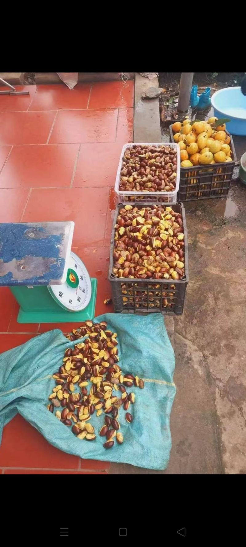 蛋黄果种子，发芽高，新鲜蛋黄果核
