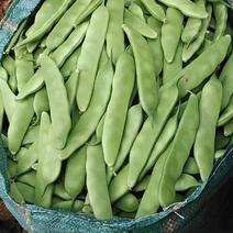 九月青豆角精品东北油豆角当季蔬菜电商超市市场一件