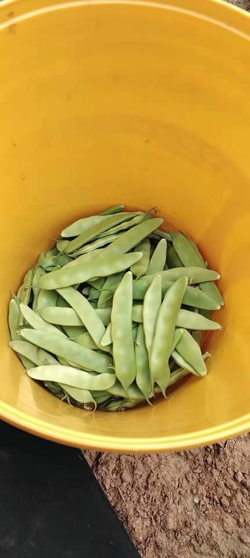 九月青豆角精品东北油豆角当季蔬菜电商超市市场一件代发