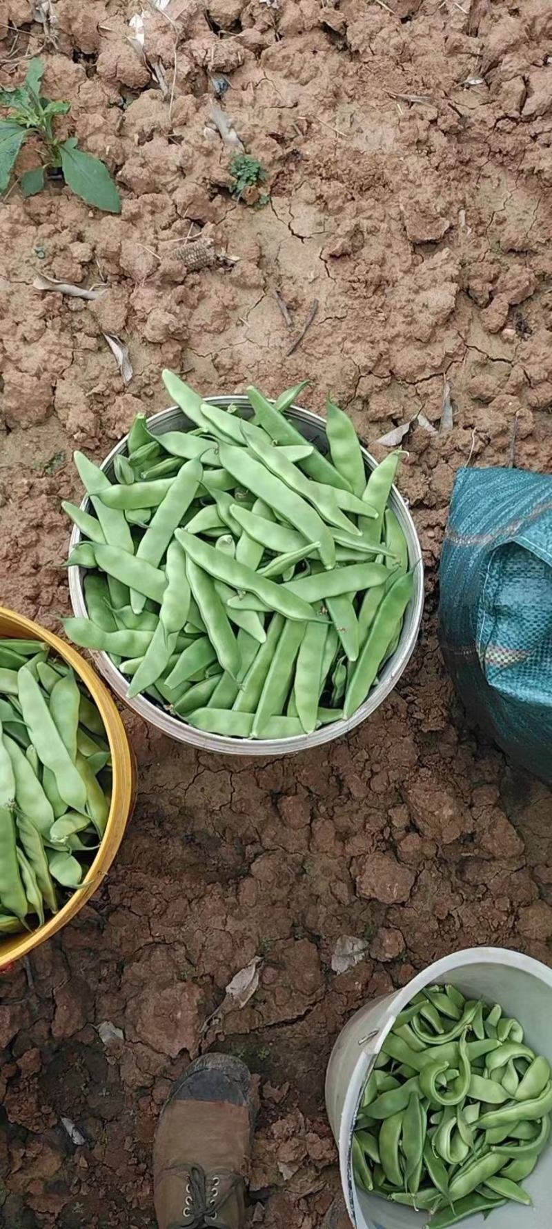 九月青豆角精品东北油豆角当季蔬菜电商超市市场一件代发