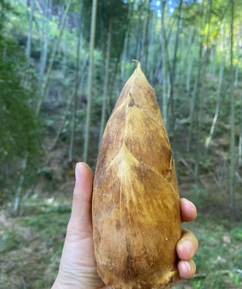 冬笋