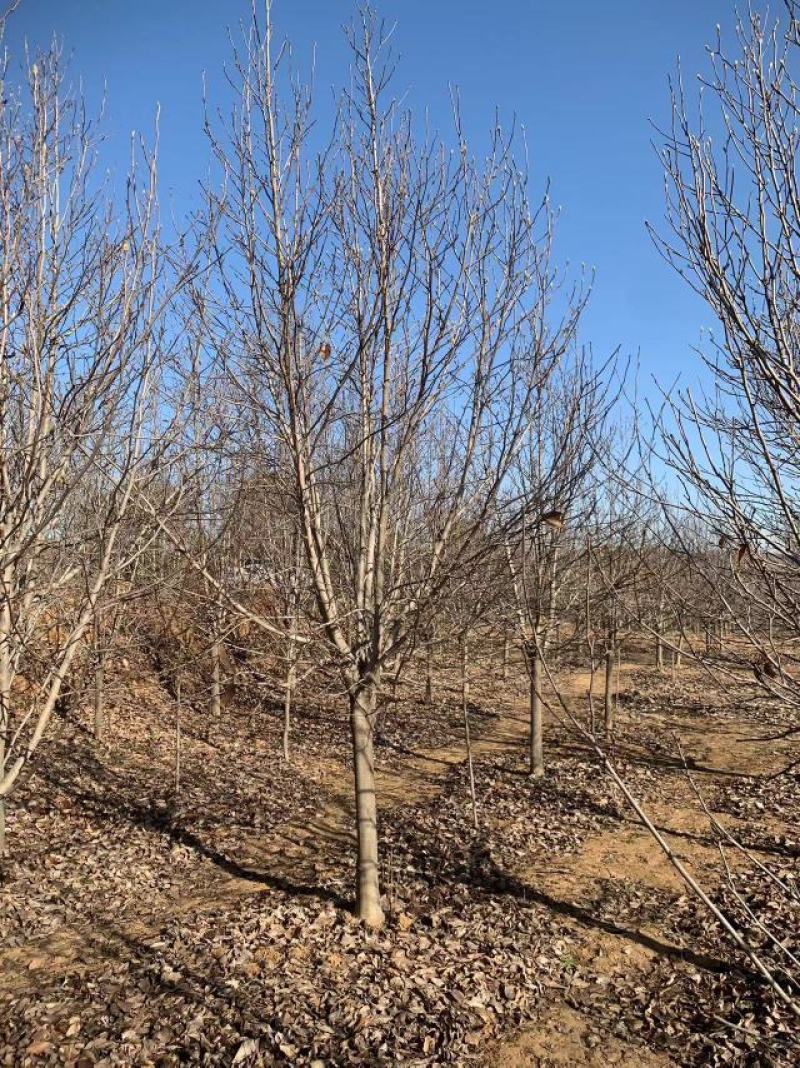 基地直供3至20公分红玉兰，树形好，分支点统一，价格亲民