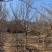 基地直供3至20公分红玉兰，树形好，分支点统一，价格亲民