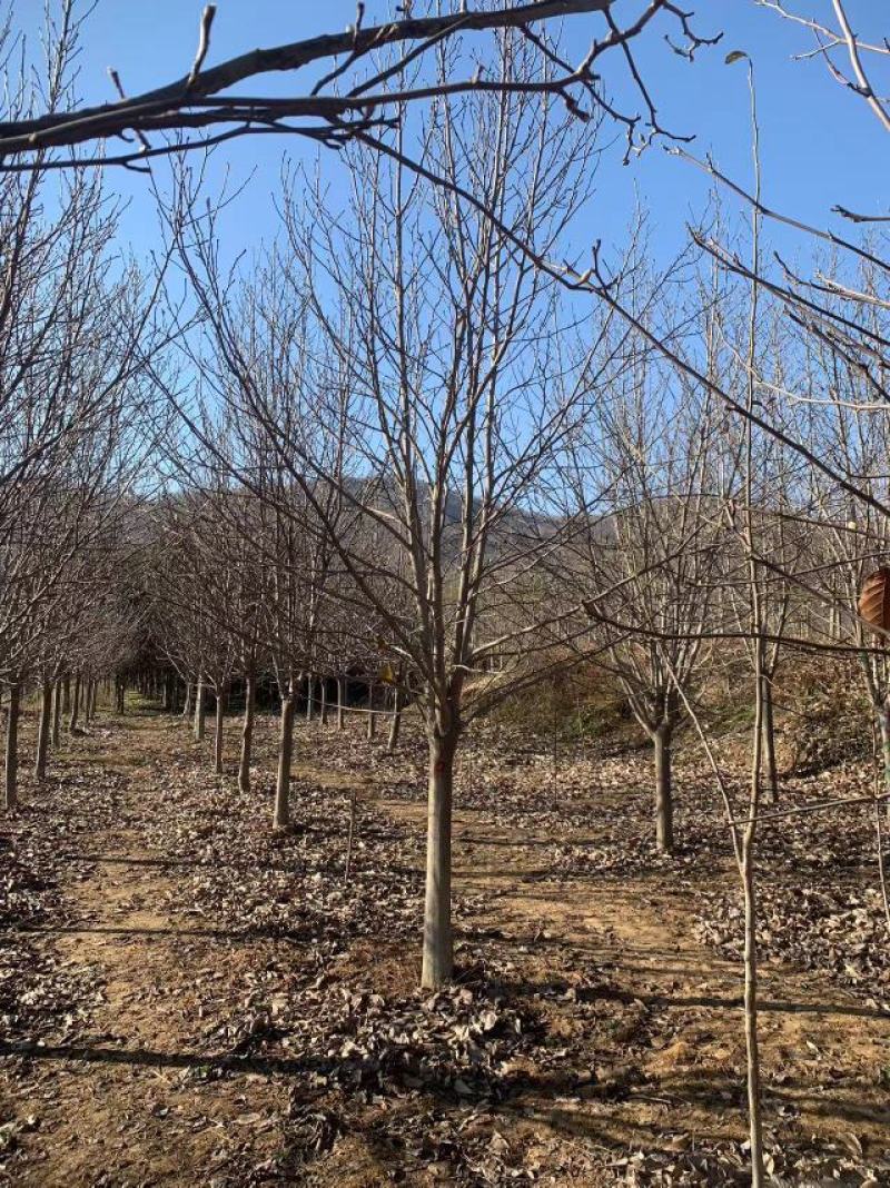 基地直供3至20公分红玉兰，树形好，分支点统一，价格亲民