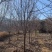 基地直供3至20公分红玉兰，树形好，分支点统一，价格亲民