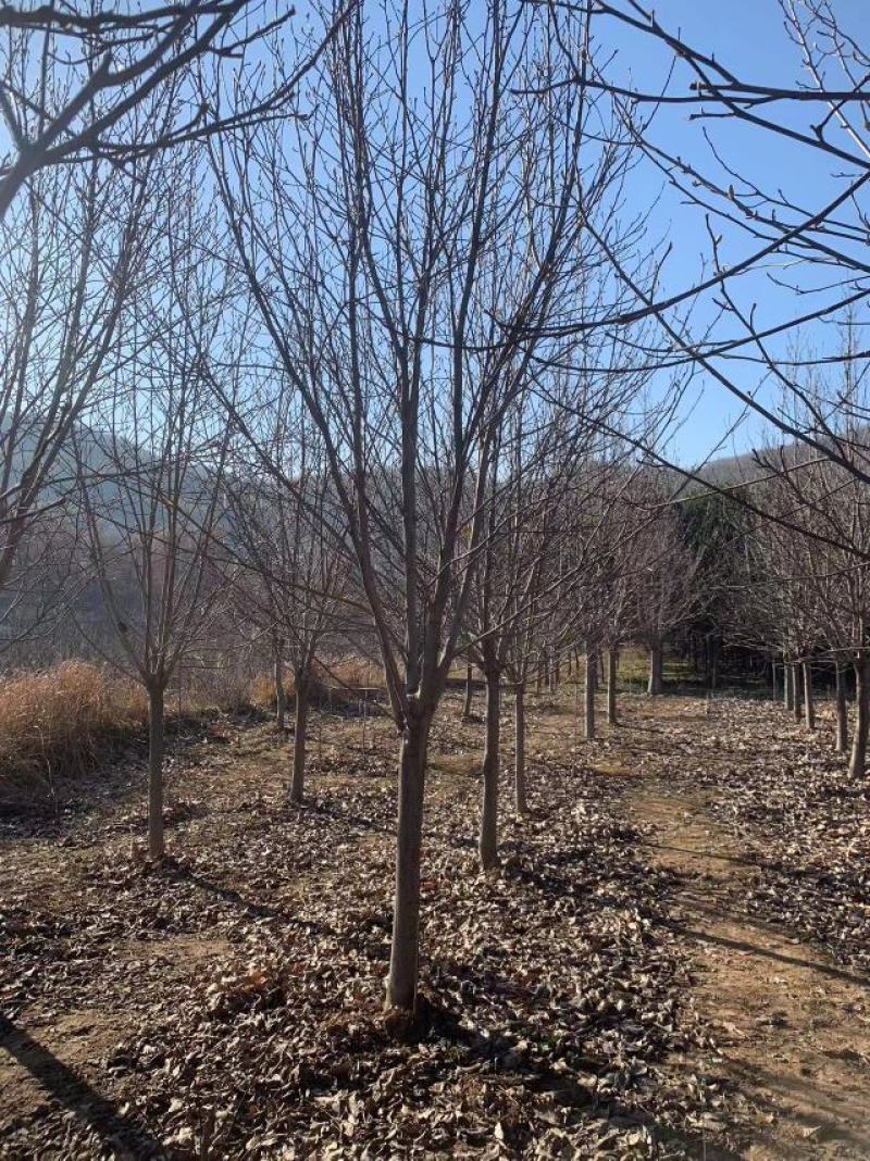 基地直供3至20公分红玉兰，树形好，分支点统一，价格亲民