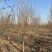 基地直供3至20公分红玉兰，树形好，分支点统一，价格亲民