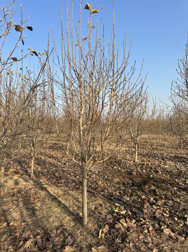 基地直供3至20公分红玉兰，树形好，分支点统一，价格亲民