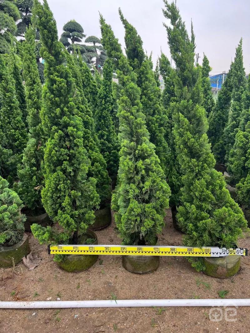 柏树树苗塔柏扁柏松柏侧柏树苗圆柏松树宝塔松龙柏刺苗绿