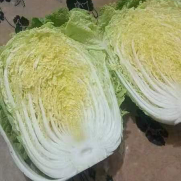 湖北天门精品黄心白菜大量上市一手货源量大价优