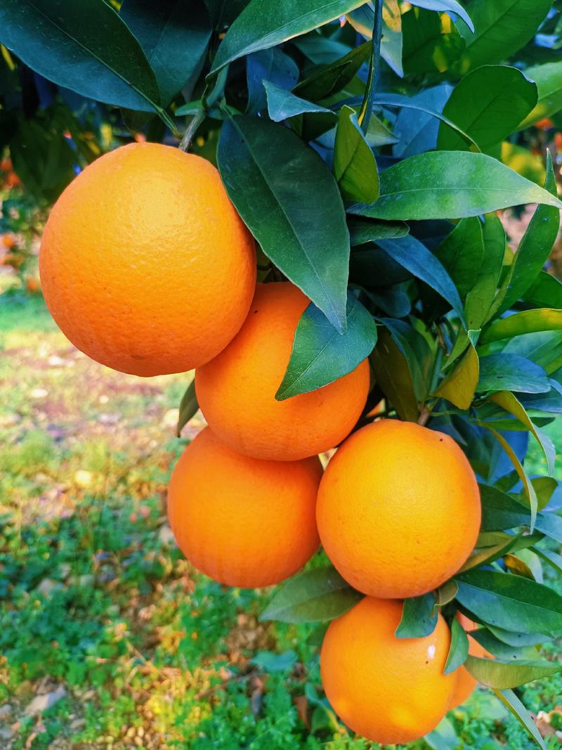 (爆品推荐）奉节脐橙，高次代收代发职业代办欢迎采购！橙子