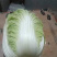 湖北天门精品黄心白菜大量上市一手货源量大价优
