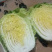 湖北天门精品黄心白菜大量上市一手货源量大价优