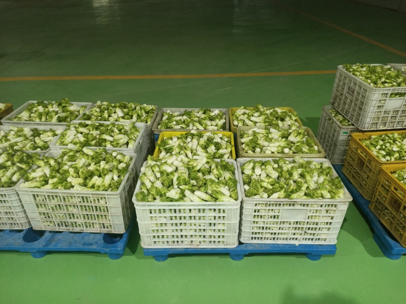精品儿菜芽子五千亩基地自产自销