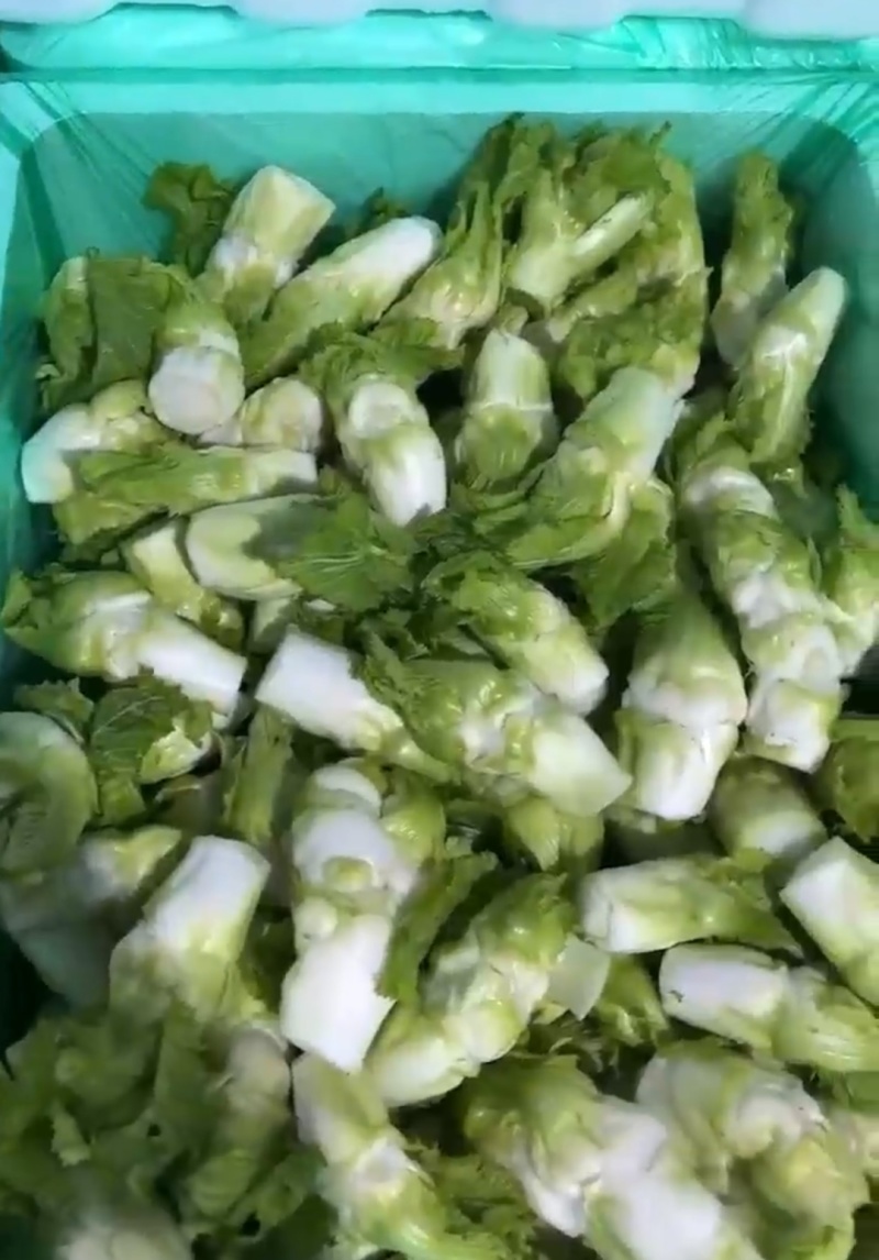 精品儿菜芽子五千亩基地自产自销