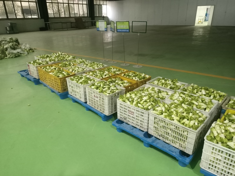 精品儿菜芽子五千亩基地自产自销