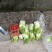 精品儿菜芽子五千亩基地自产自销