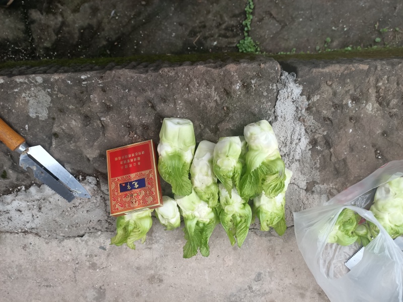精品儿菜芽子五千亩基地自产自销