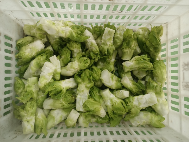 精品儿菜芽子五千亩基地自产自销
