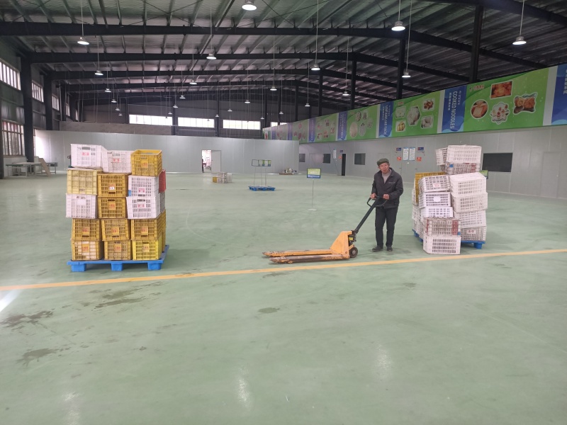 精品儿菜芽子五千亩基地自产自销