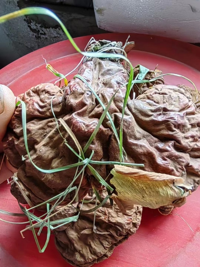 松山灵芝90一斤，有几千斤规模。