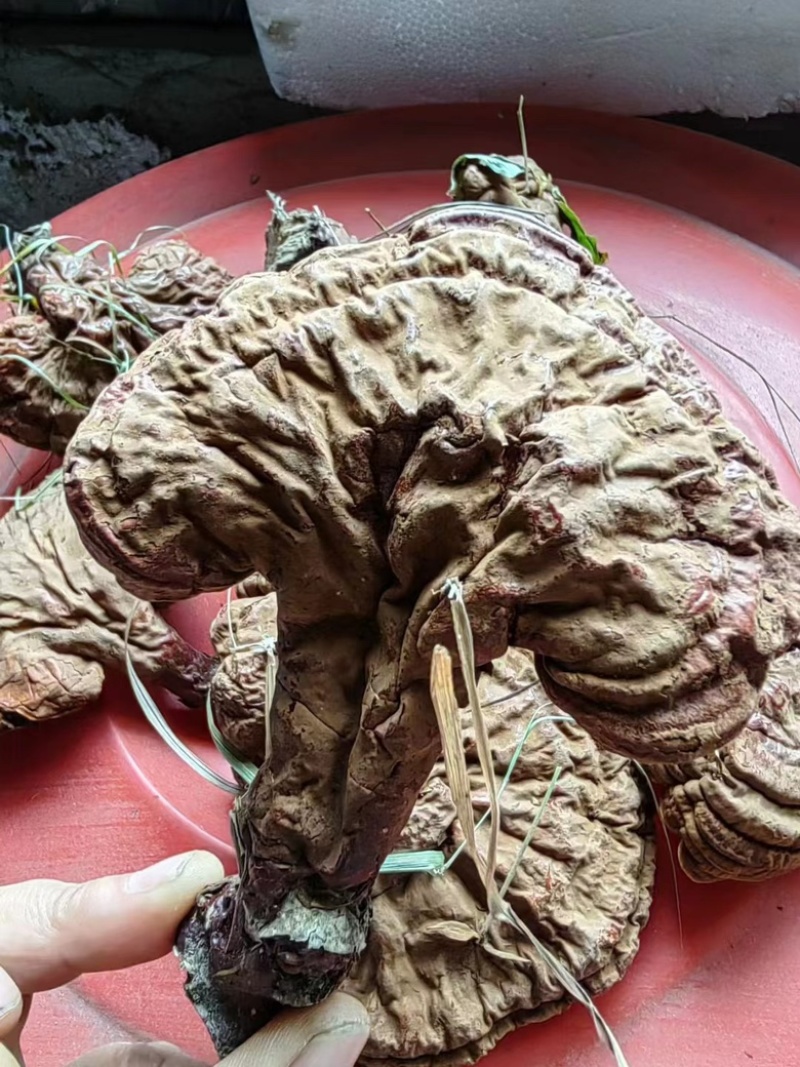 松山灵芝90一斤，有几千斤规模。