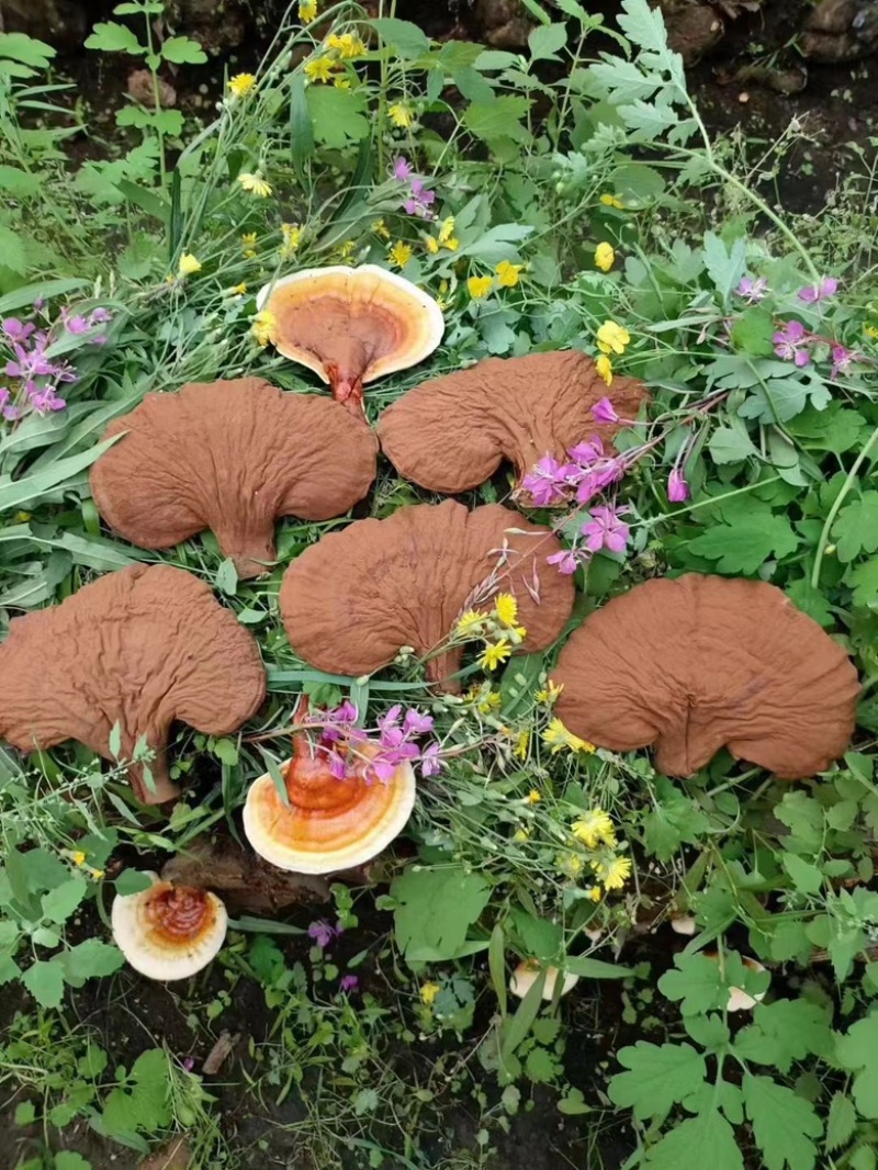 松山灵芝90一斤，有几千斤规模。
