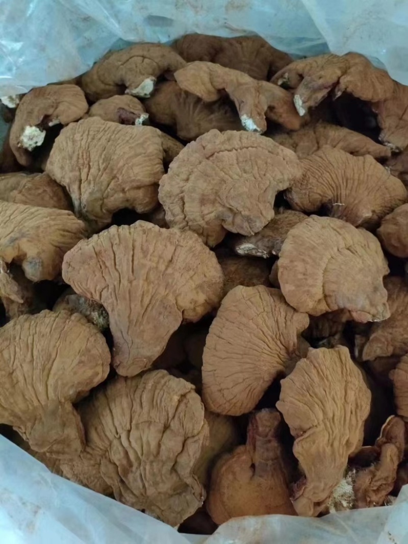 松山灵芝90一斤，有几千斤规模。