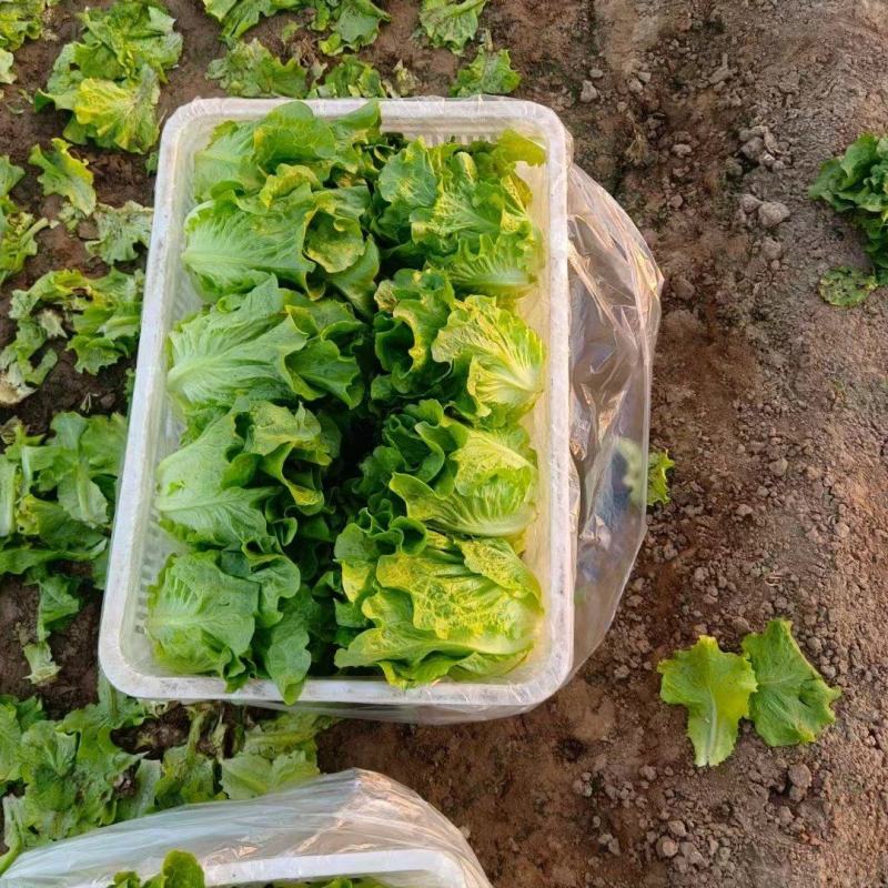 【推荐】意大利生菜产地直供品质保证欢迎来电咨询