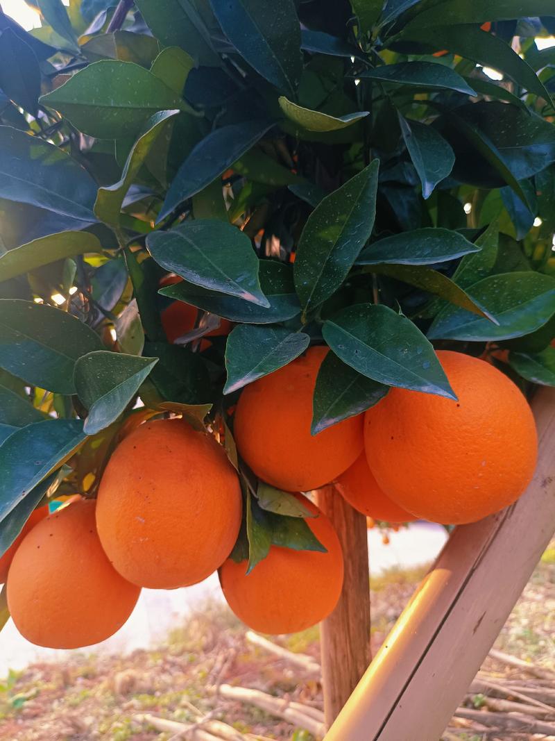 奉节脐橙，二级果一级果，高次果，代收代发，大量上市！