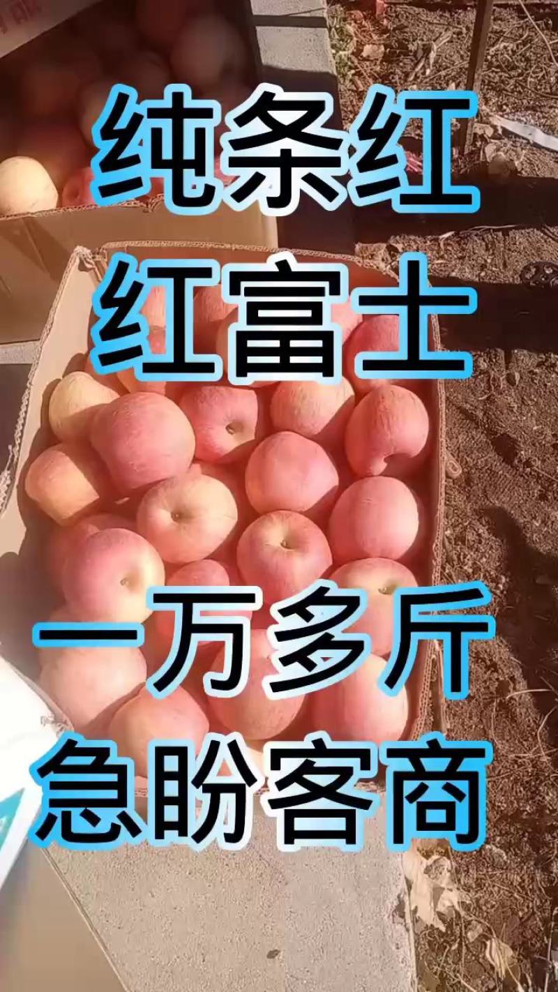 青龙山坡红富士口感好走高端市场量大从优