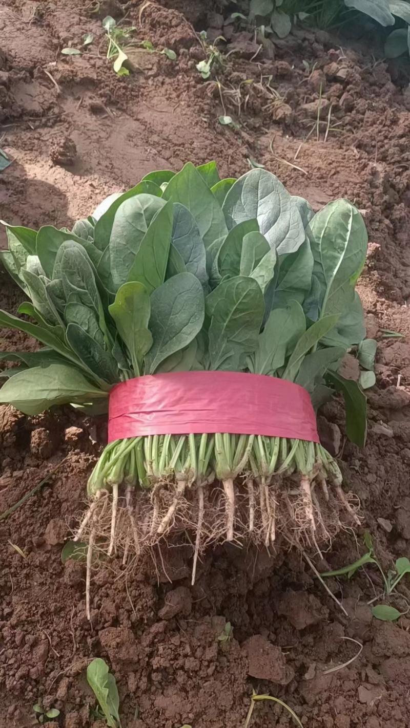 精品菠菜货源充足产地直发量大从优！