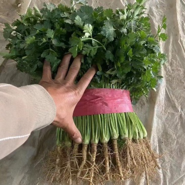 精品香菜货源充足产地直发量大从优！