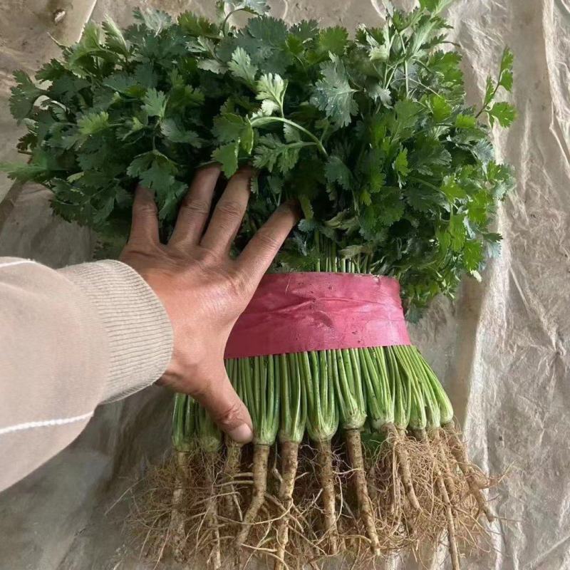 精品香菜货源充足产地直发量大从优！