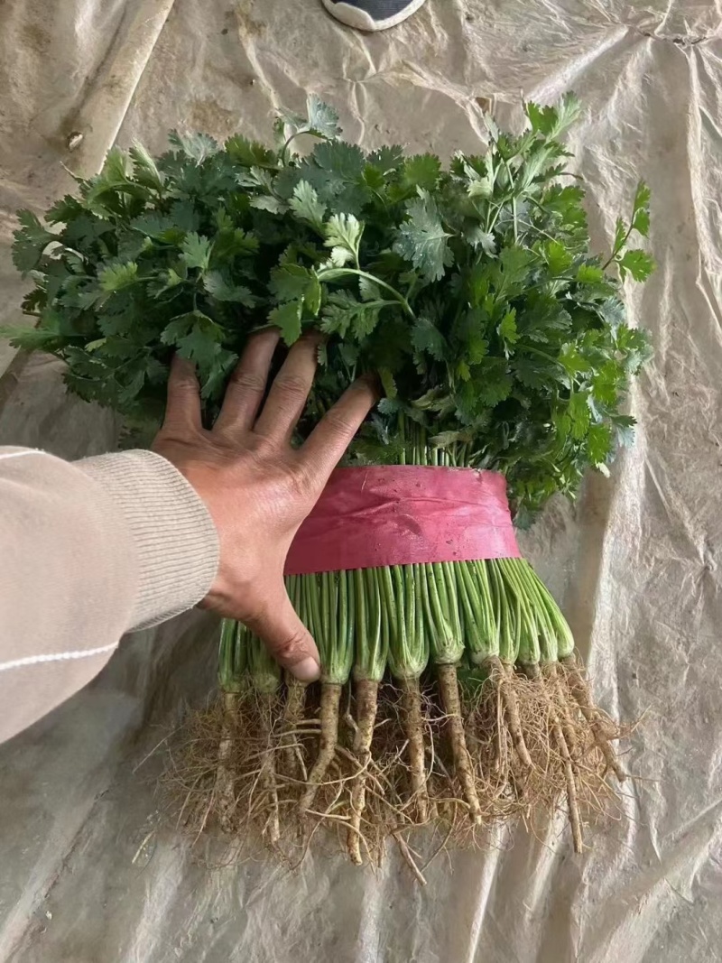 精品香菜货源充足产地直发量大从优！