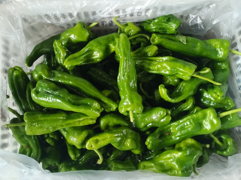 辣椒薄皮辣椒苏椒青辣椒鲜辣椒青辣椒
