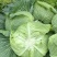 脆包菜大量上市圆白菜扁包菜。100亩大量上市