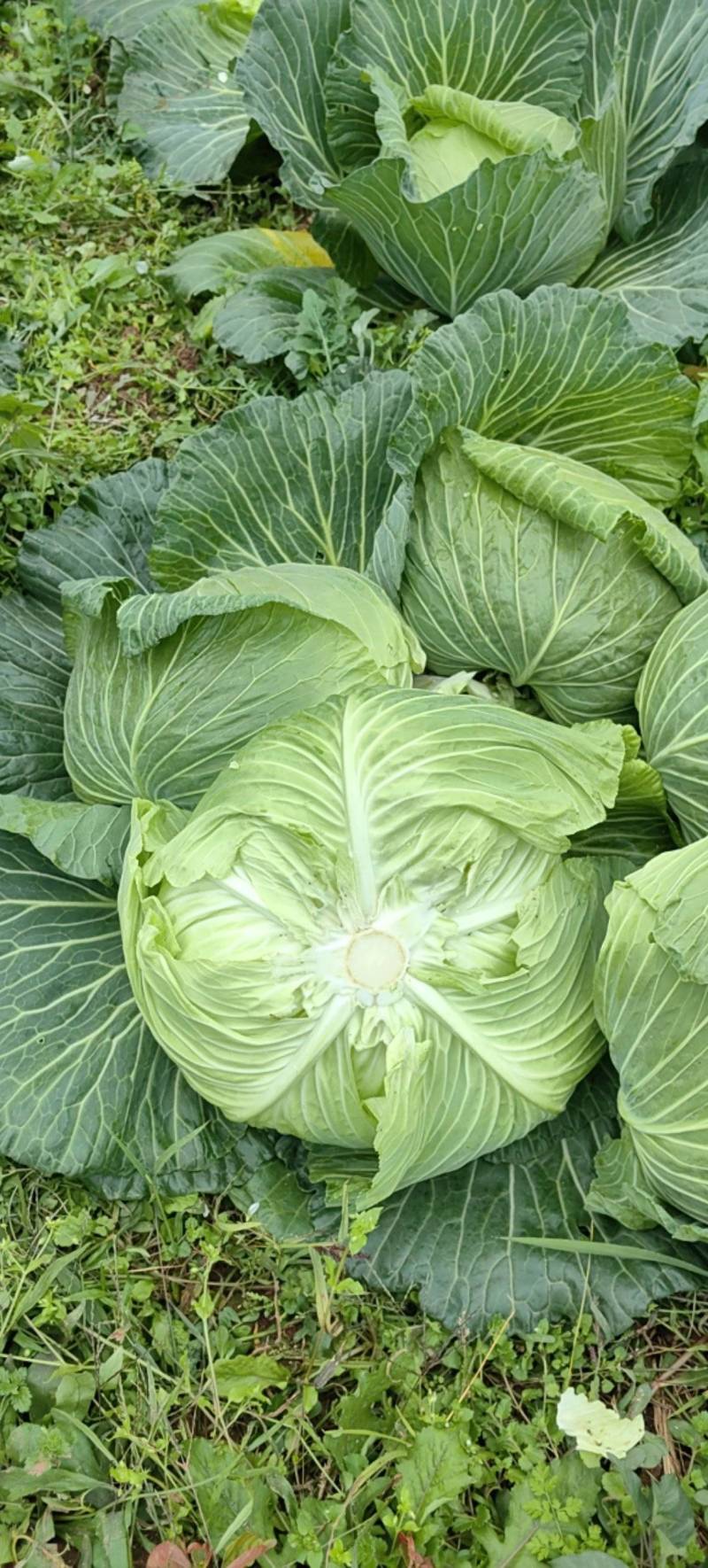 脆包菜大量上市圆白菜扁包菜。100亩大量上市