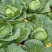 脆包菜大量上市圆白菜扁包菜。100亩大量上市