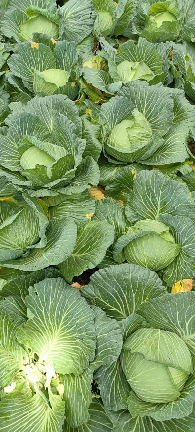 脆包菜大量上市圆白菜扁包菜。100亩大量上市
