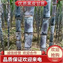 《实力商家》韶关黑皮甘蔗脆甜汁多市场电商欢迎订购全国发货