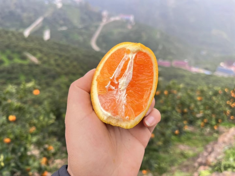 长虹脐橙，橙子大量上市，品种齐全货源充足洗果分级一条服务