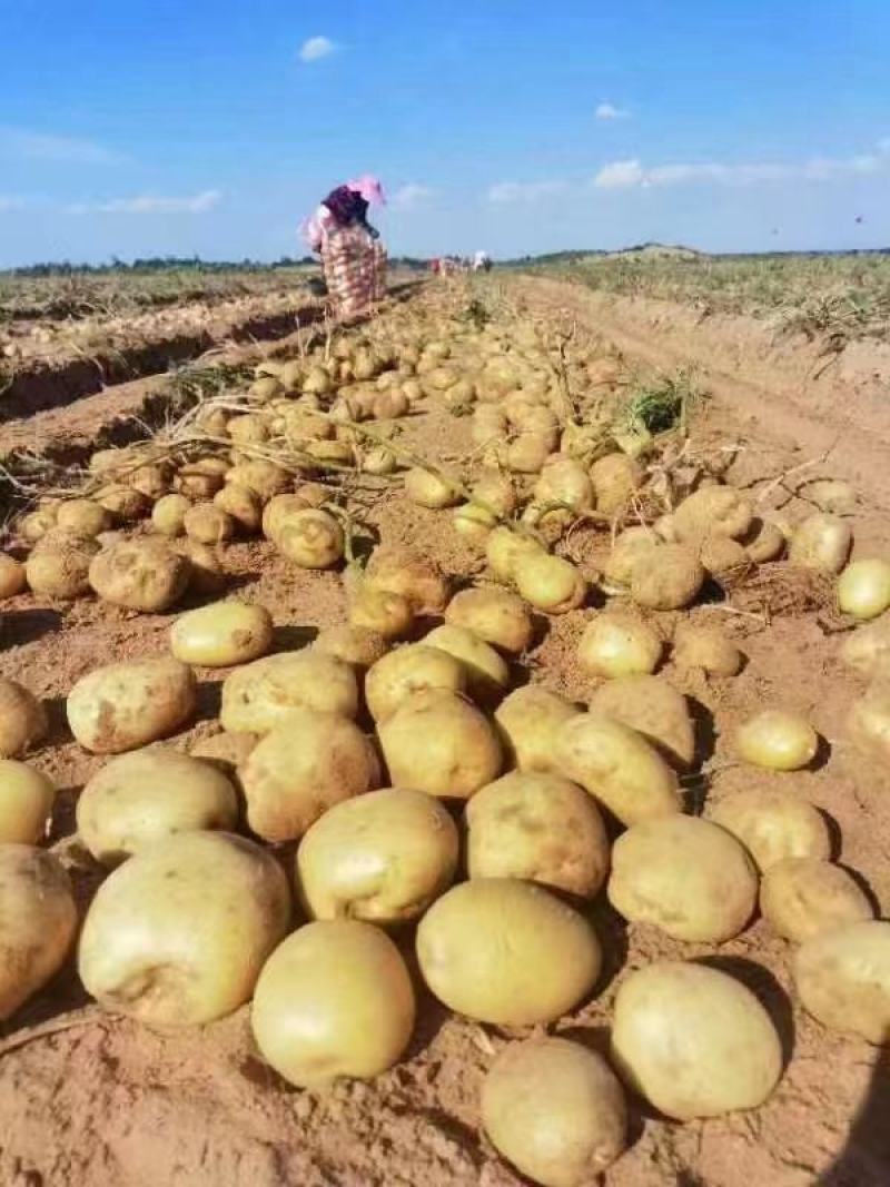 沃土土豆产地直发保质保量量大从优欢迎咨询价格美丽