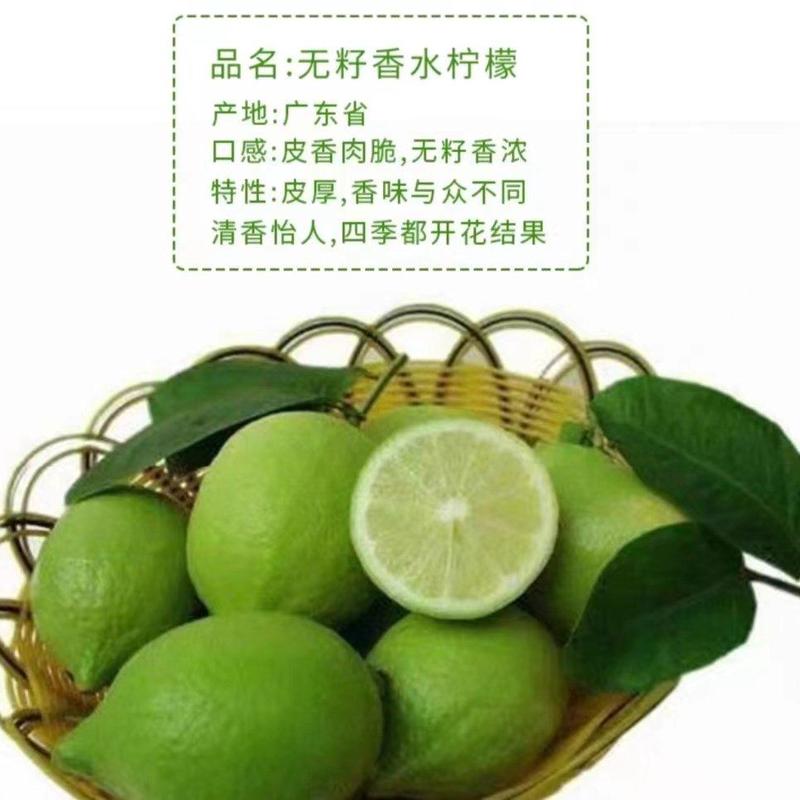 广东香水柠檬，货源充足，产地直发，品质有保证，欢迎老板采
