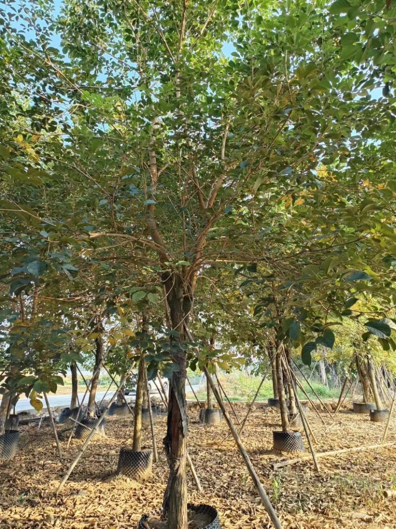 少花黄花风铃木价格福建黄花风铃木种植基地一手货源浙江苗木