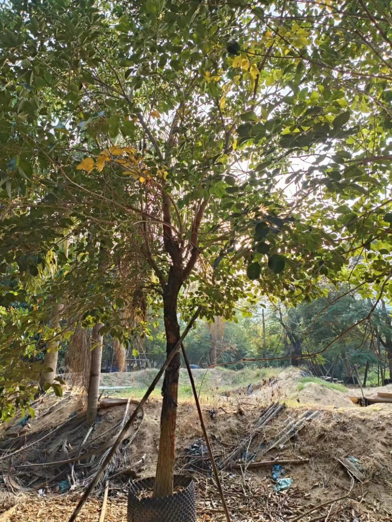 少花黄花风铃木价格福建黄花风铃木种植基地一手货源浙江苗木