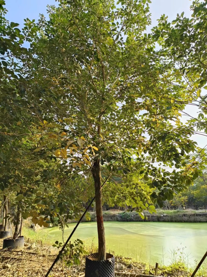 少花黄花风铃木价格福建黄花风铃木种植基地一手货源浙江苗木