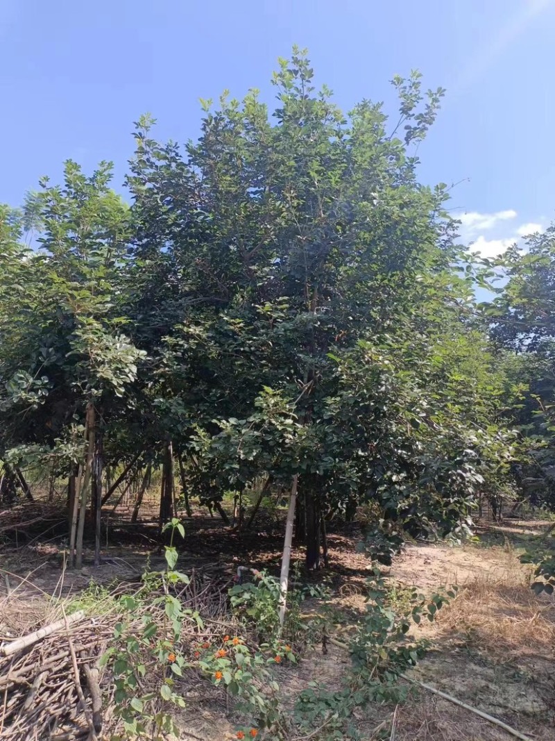 少花黄花风铃木价格福建黄花风铃木种植基地一手货源浙江苗木